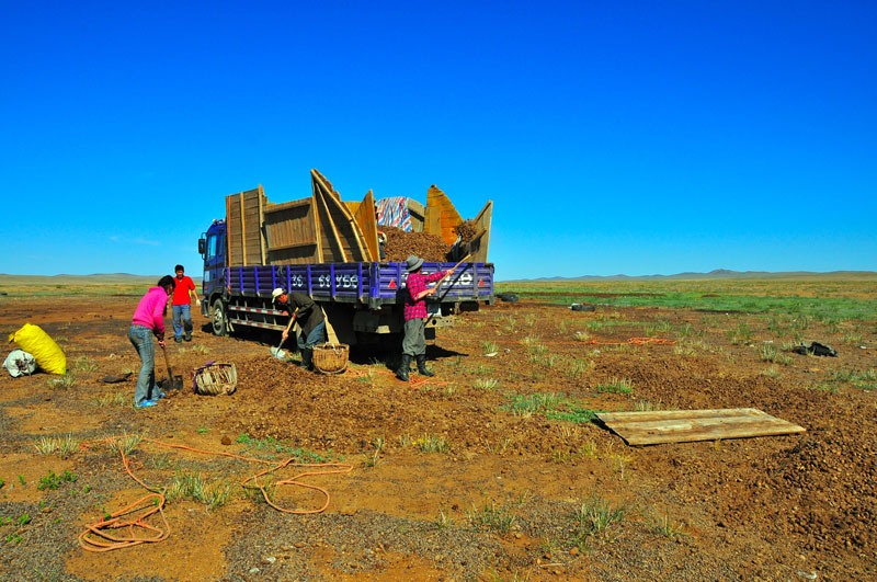 Mongolie